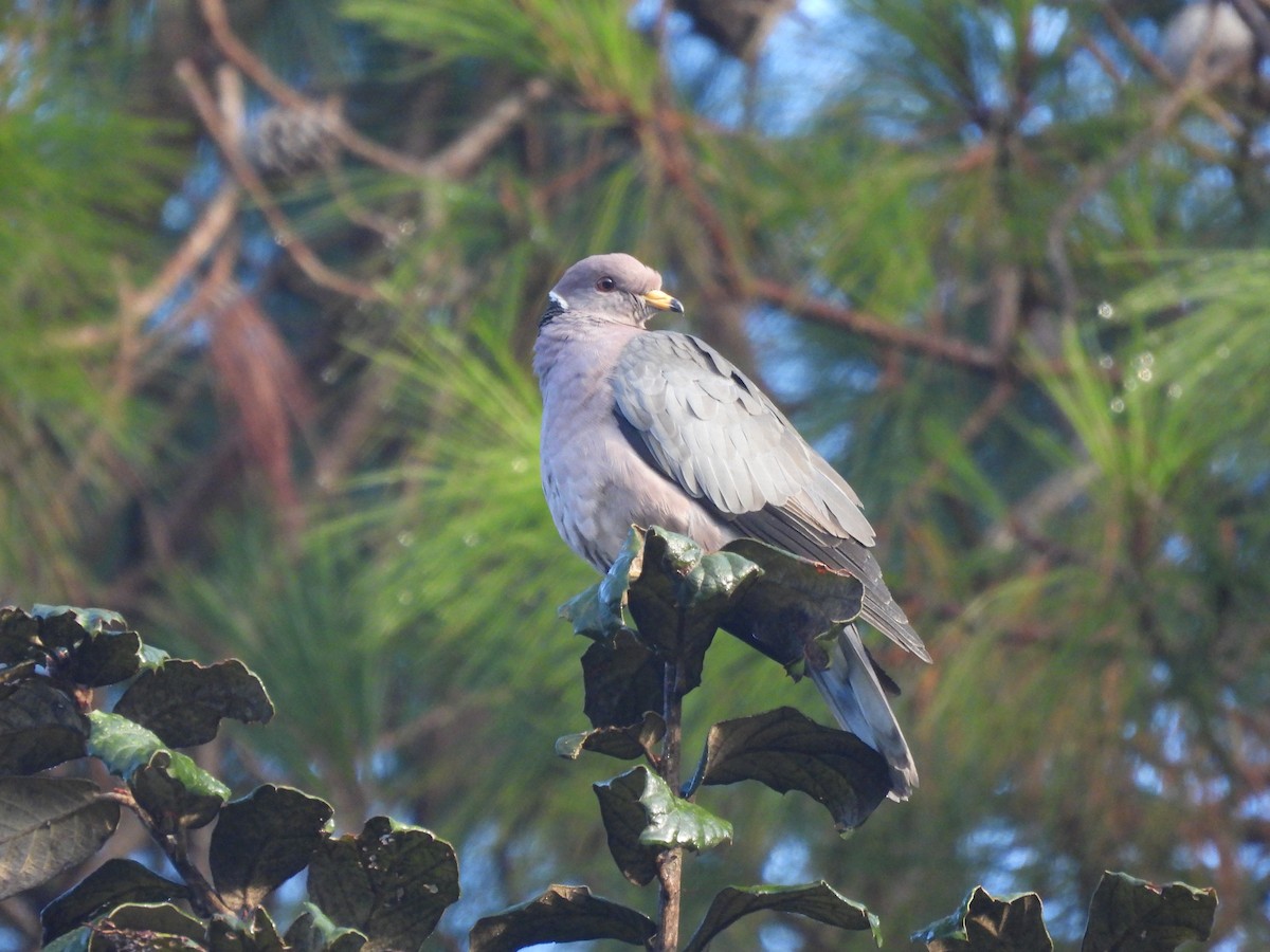 Band-tailed Pigeon - ML503119641