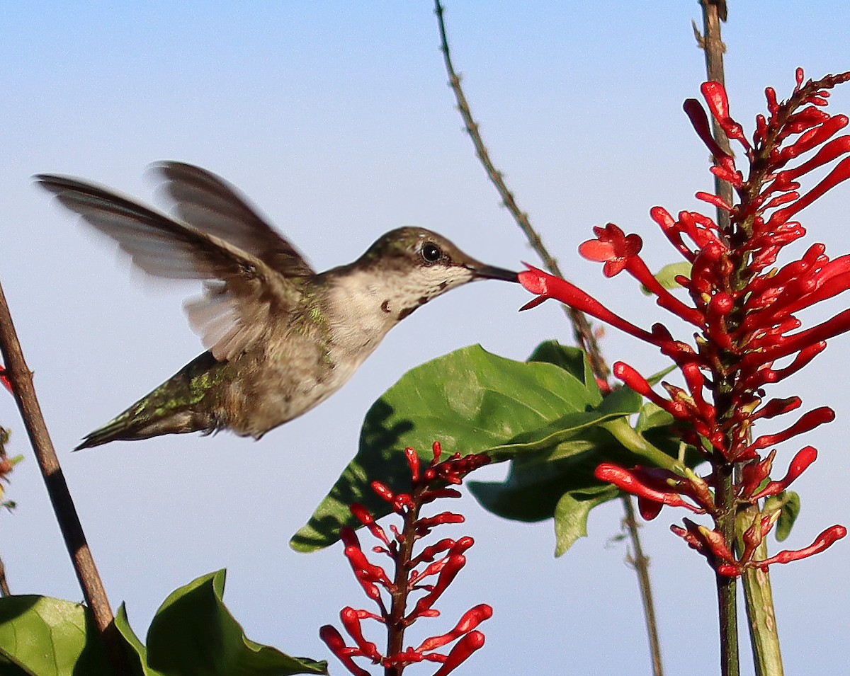 Ruby-throated Hummingbird - ML503122671