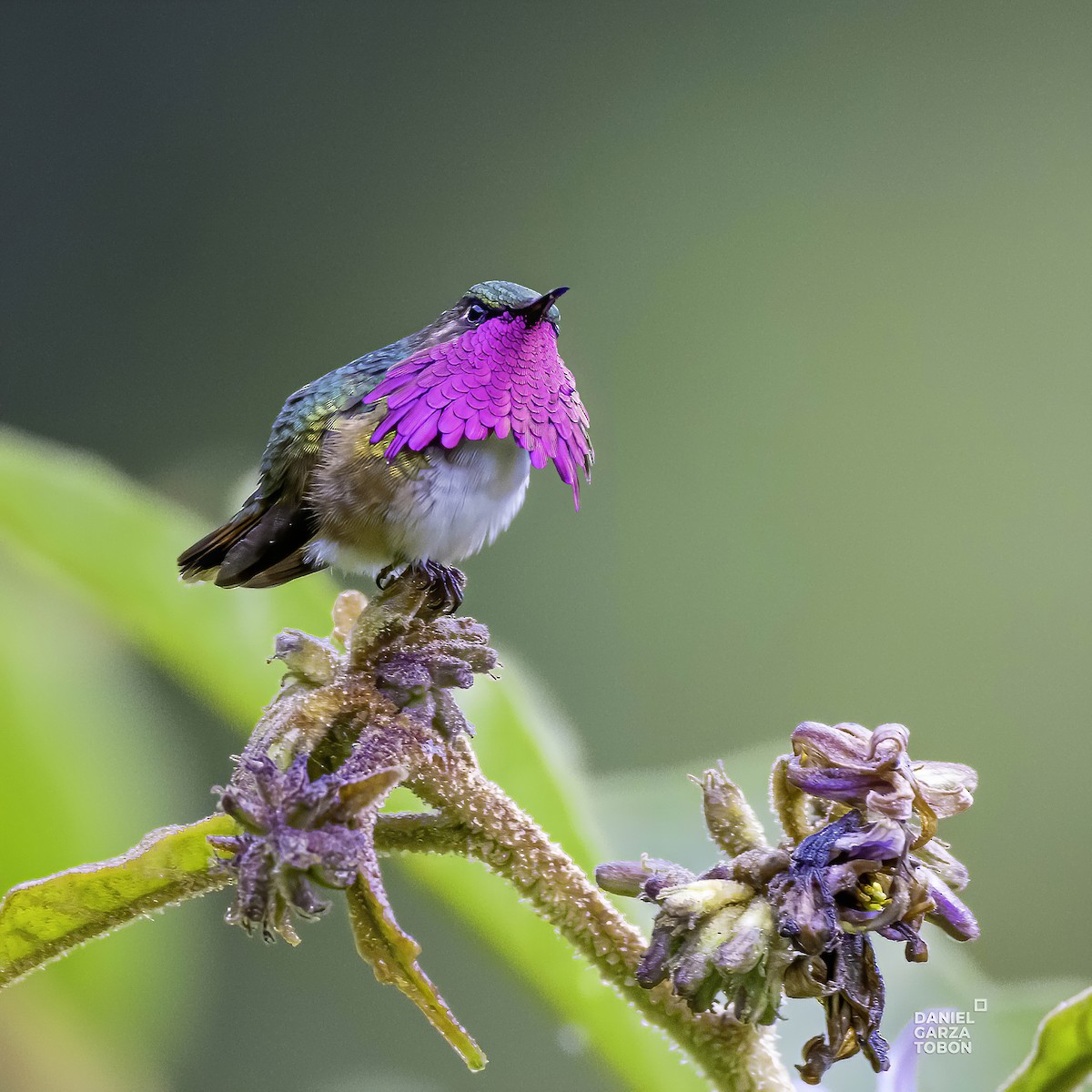 Wine-throated Hummingbird - Daniel  Garza Tobón