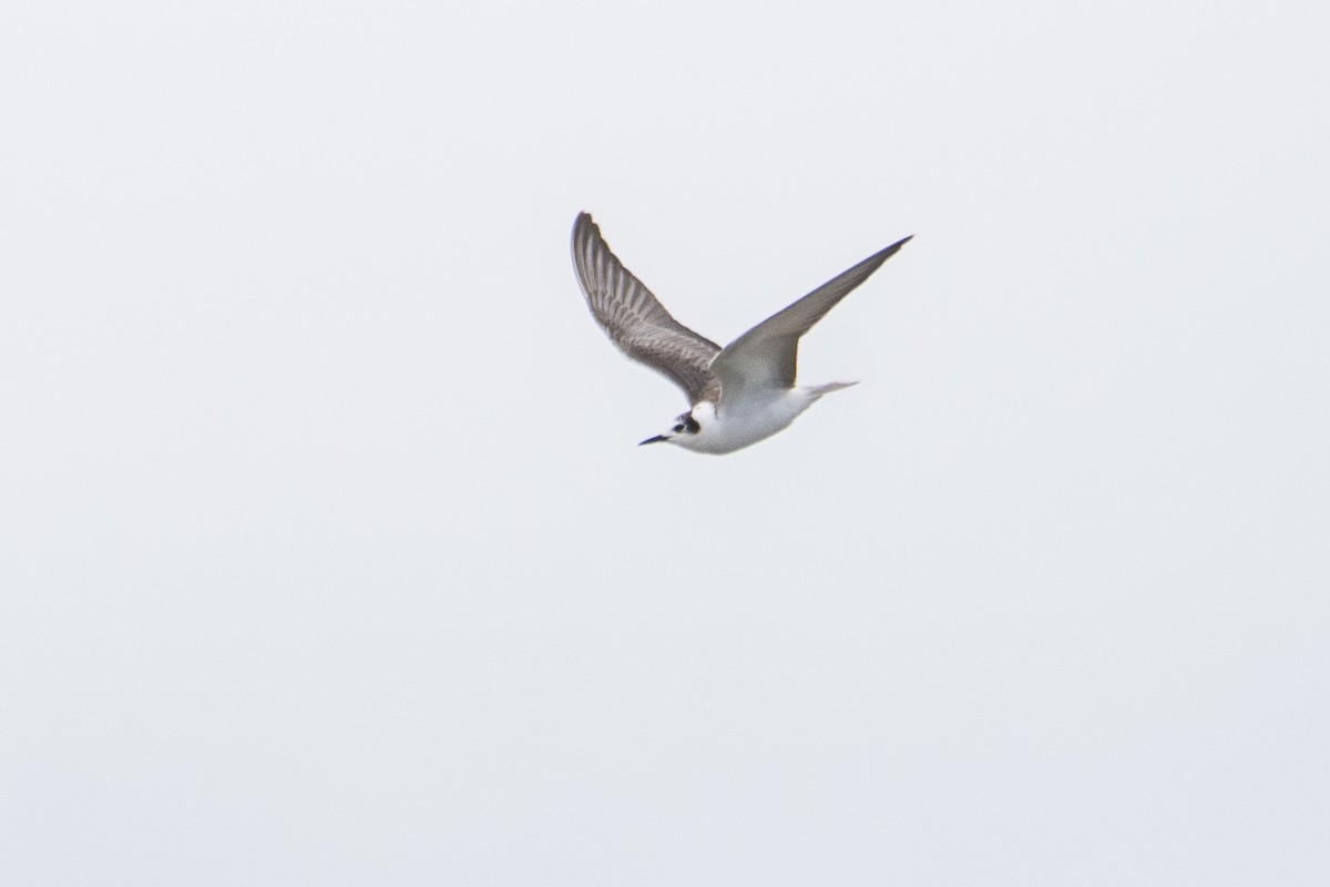 White-winged Tern - ML503134921