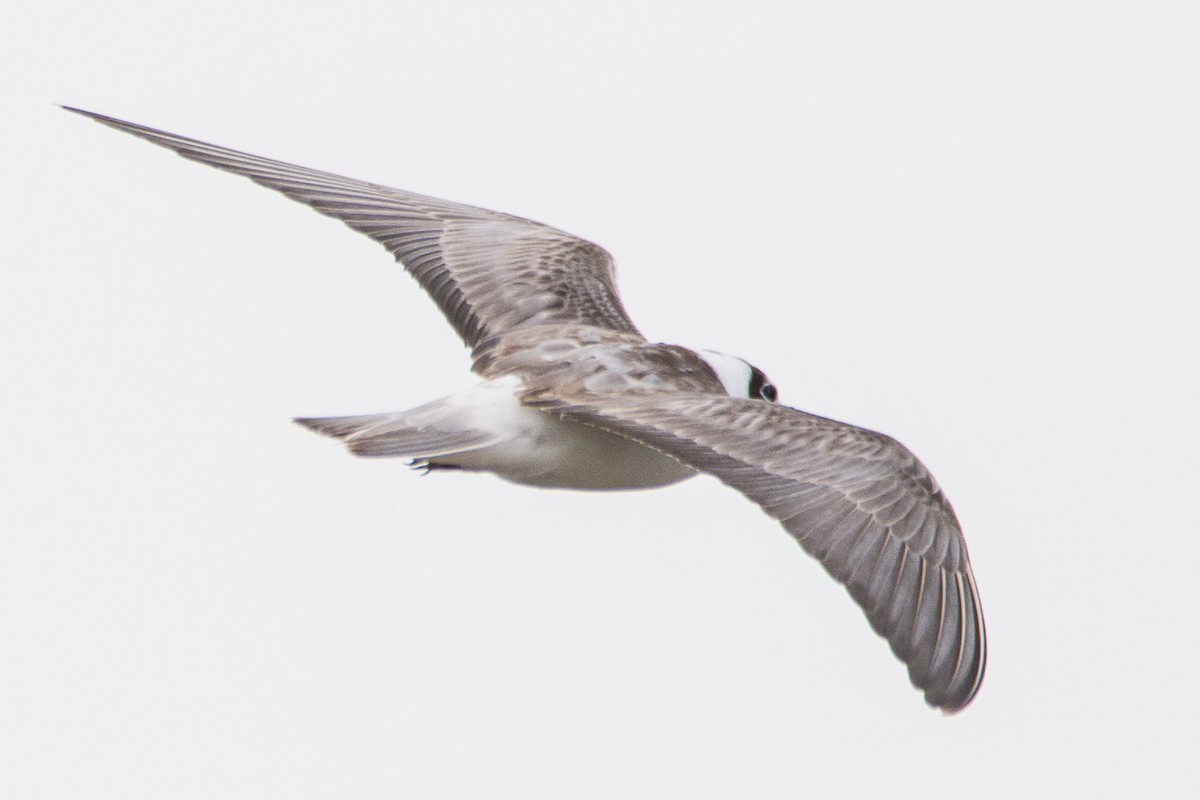 White-winged Tern - ML503134931