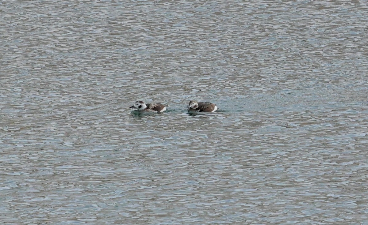 Long-tailed Duck - ML503141541