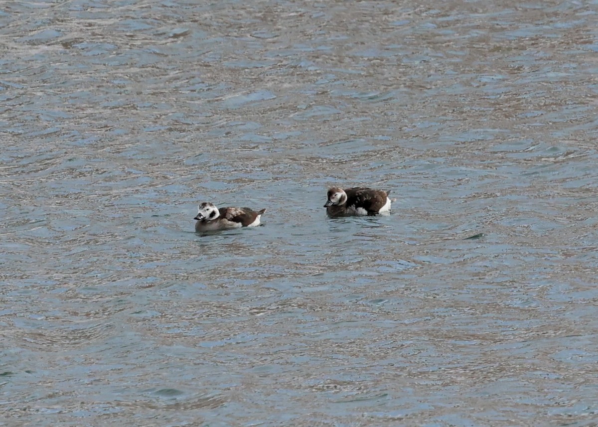 Long-tailed Duck - ML503141681