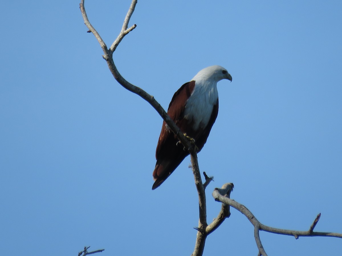 eBird Checklist 13 Nov 2022 Kota KinabaluTanjung Aru Beach 18