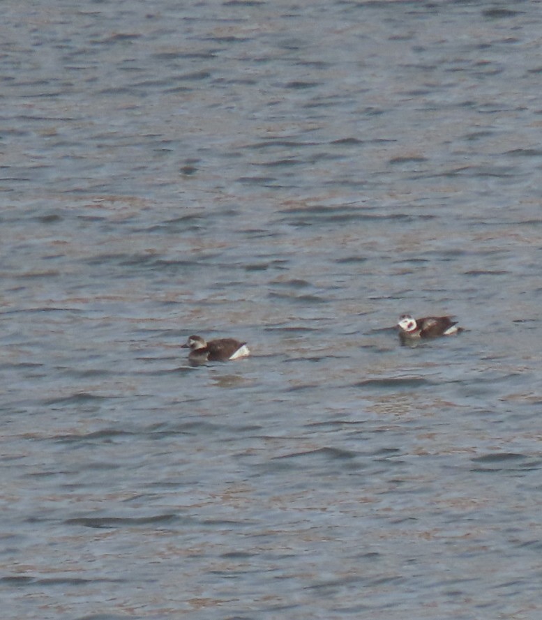 Long-tailed Duck - ML503146131