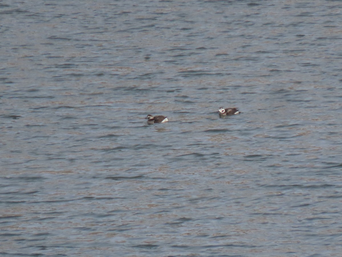 Long-tailed Duck - ML503146141