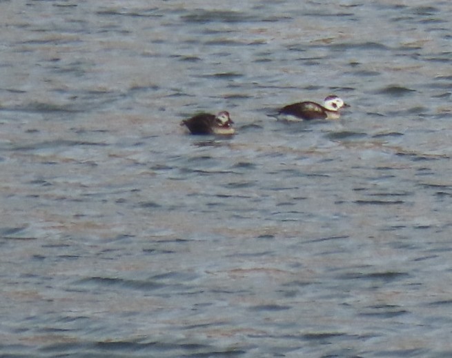 Long-tailed Duck - ML503146151