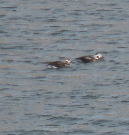 Long-tailed Duck - ML503146161