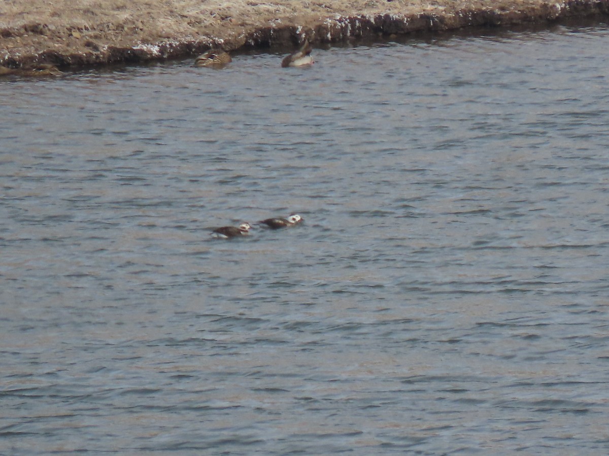Long-tailed Duck - ML503146171