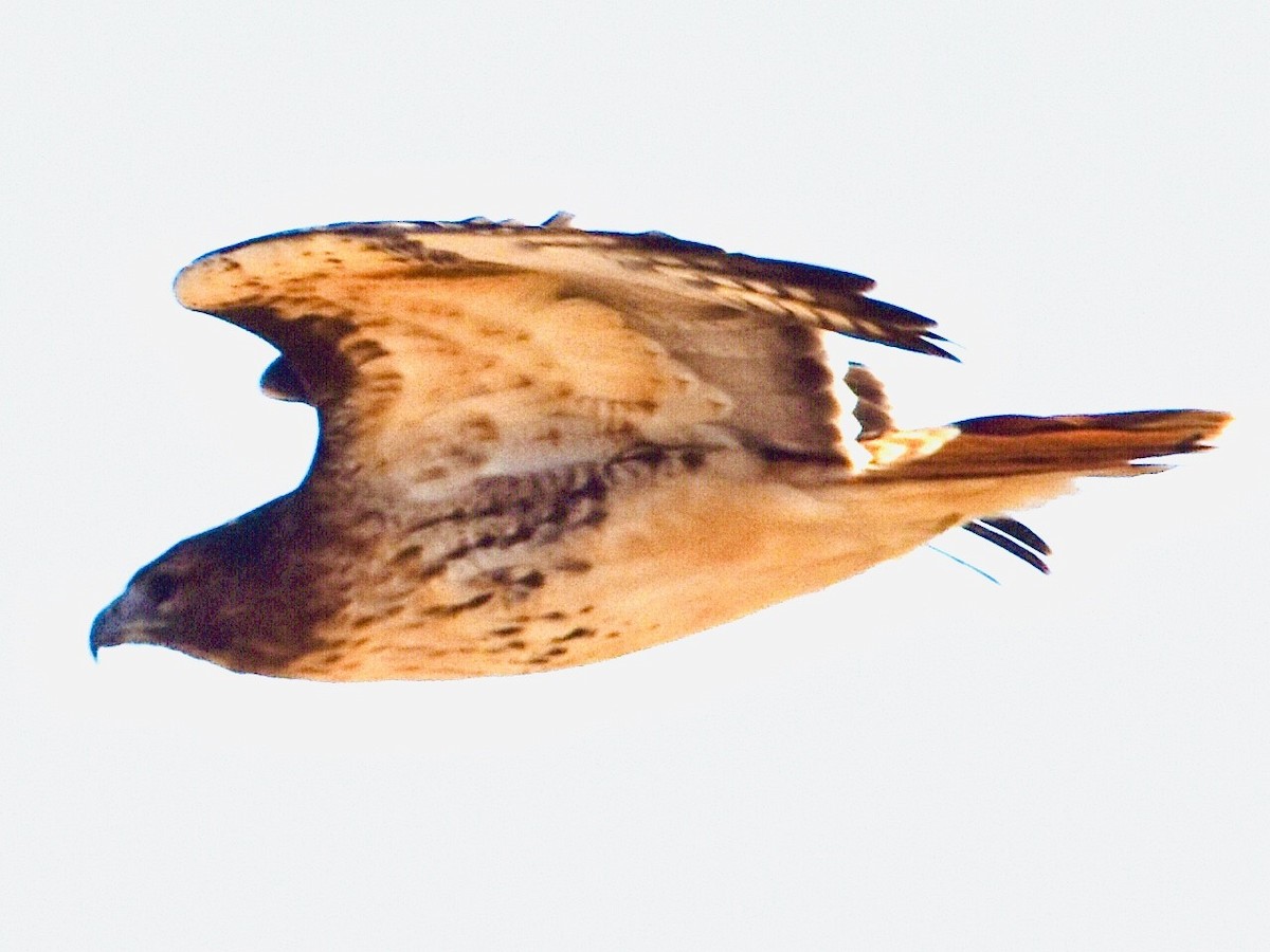 Red-tailed Hawk - ML503156671