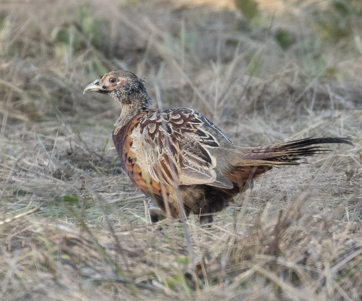 Ring-necked Pheasant - ML503158401