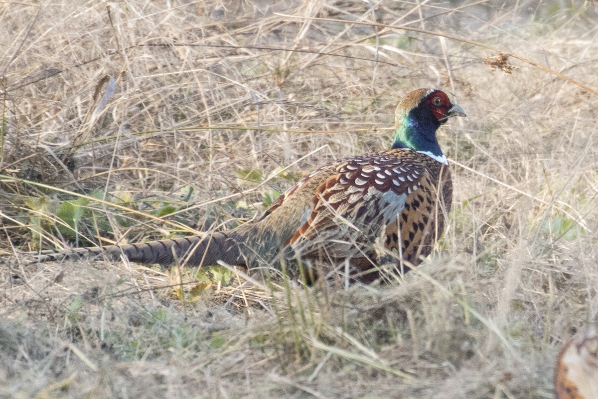 Ring-necked Pheasant - ML503158411