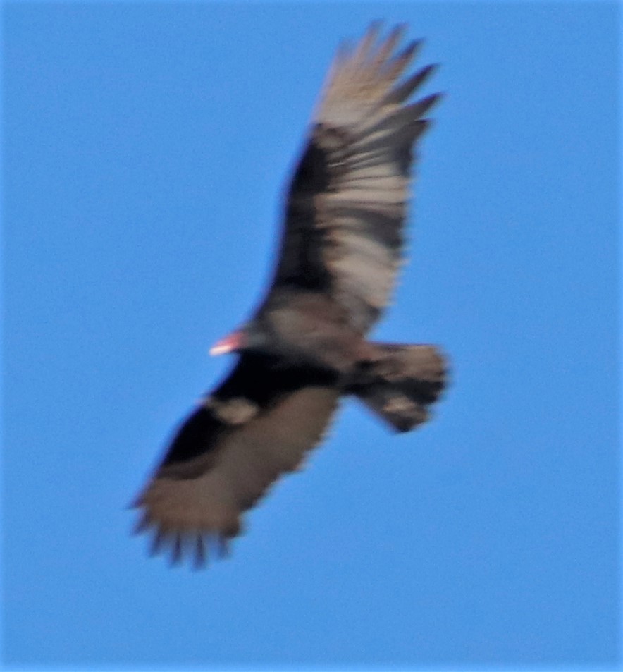 Turkey Vulture - ML503158491