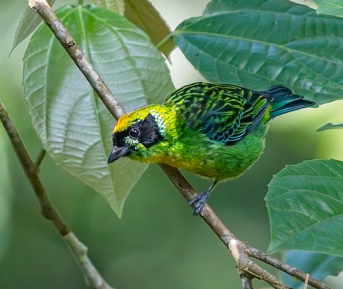 Green-and-gold Tanager - ML503160251