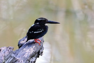  - Southern Silvery-Kingfisher