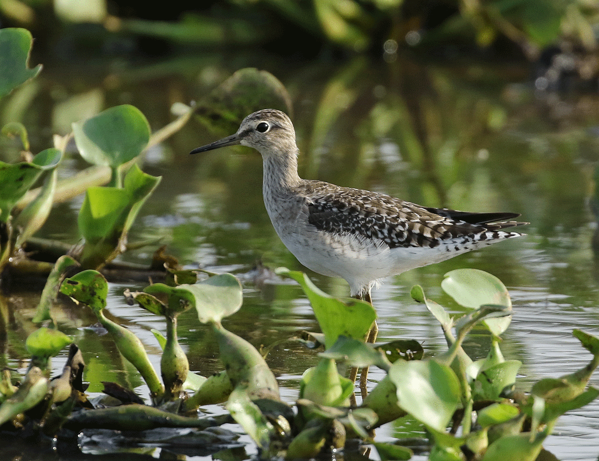 Wood Sandpiper - Dave Bakewell