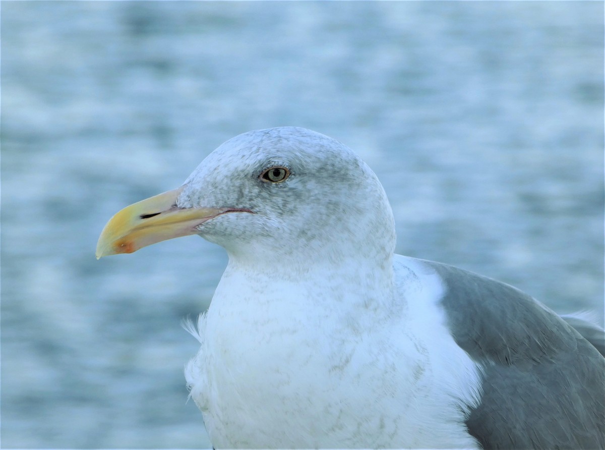 Western x Glaucous-winged Gull (hybrid) - Kitty ONeil