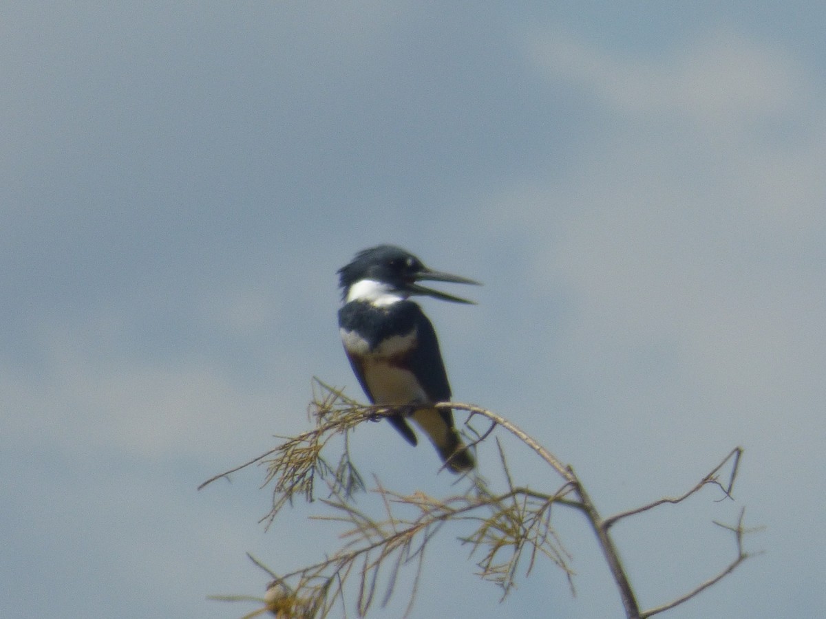 Belted Kingfisher - ML503167521