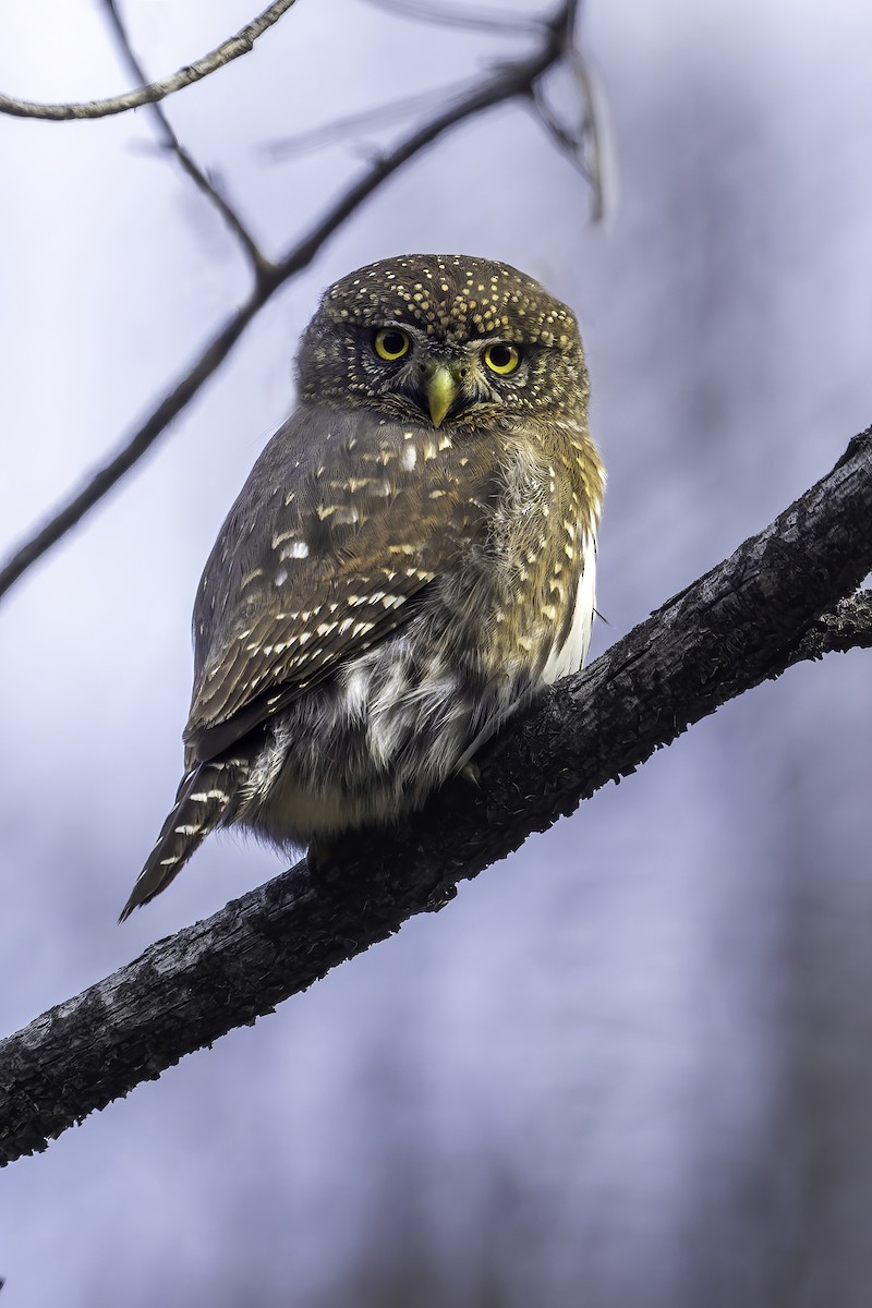 Northern Pygmy-Owl - Connor Cochrane