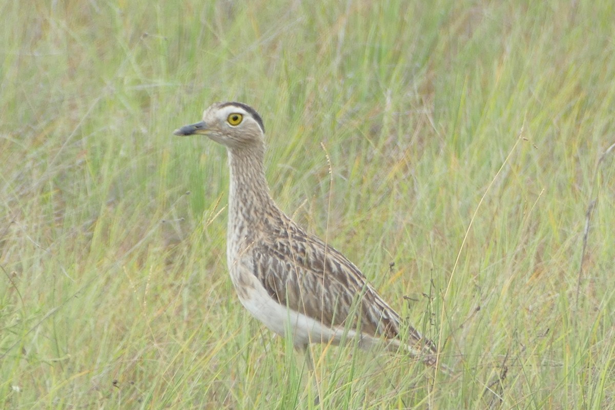 Double-striped Thick-knee - Peter Kaestner