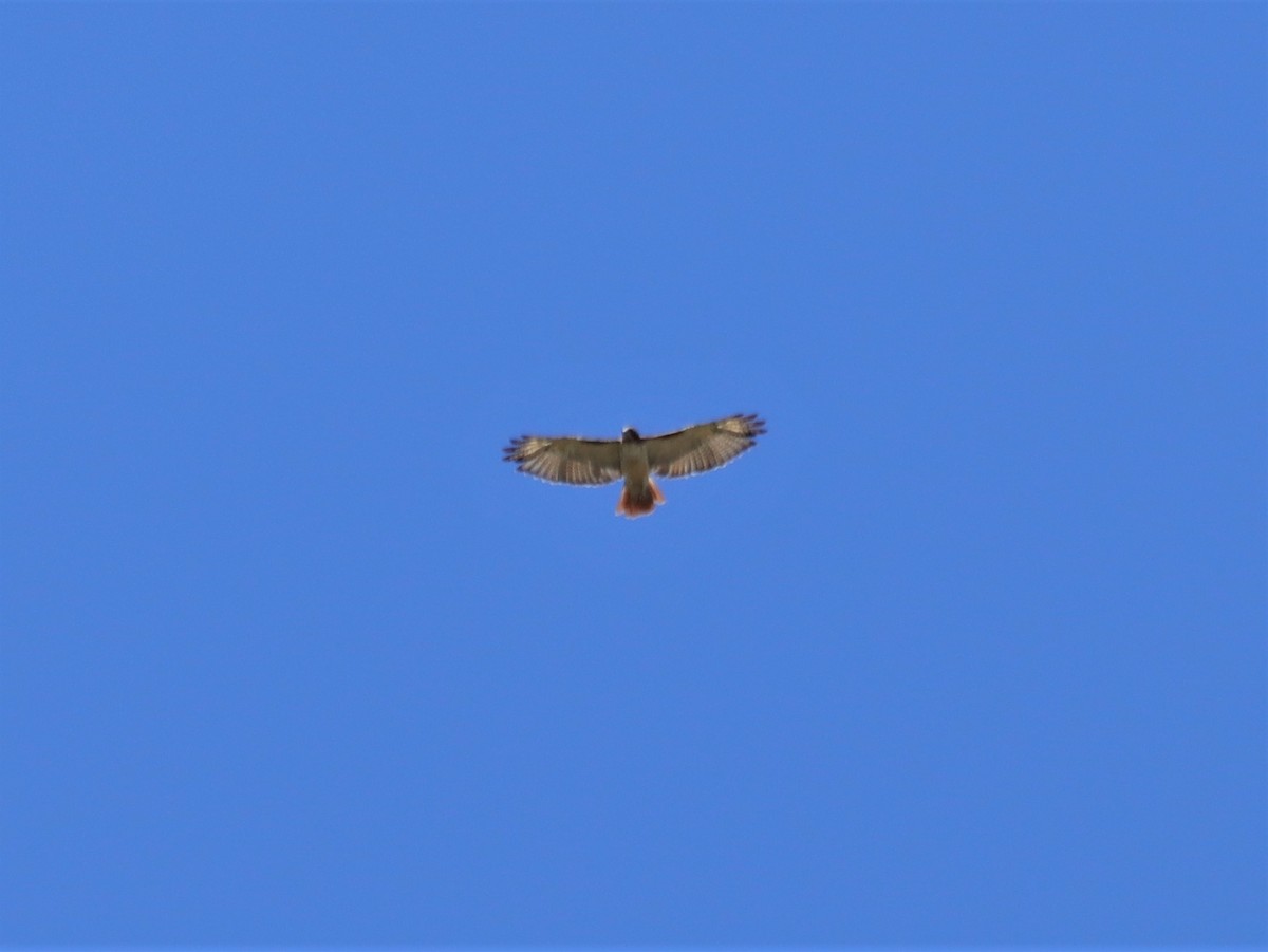 Red-tailed Hawk - ML503192361