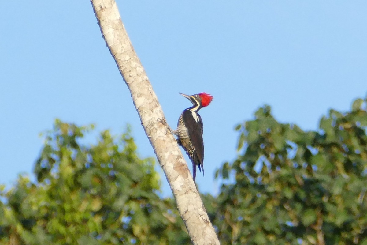 Lineated Woodpecker - Peter Kaestner
