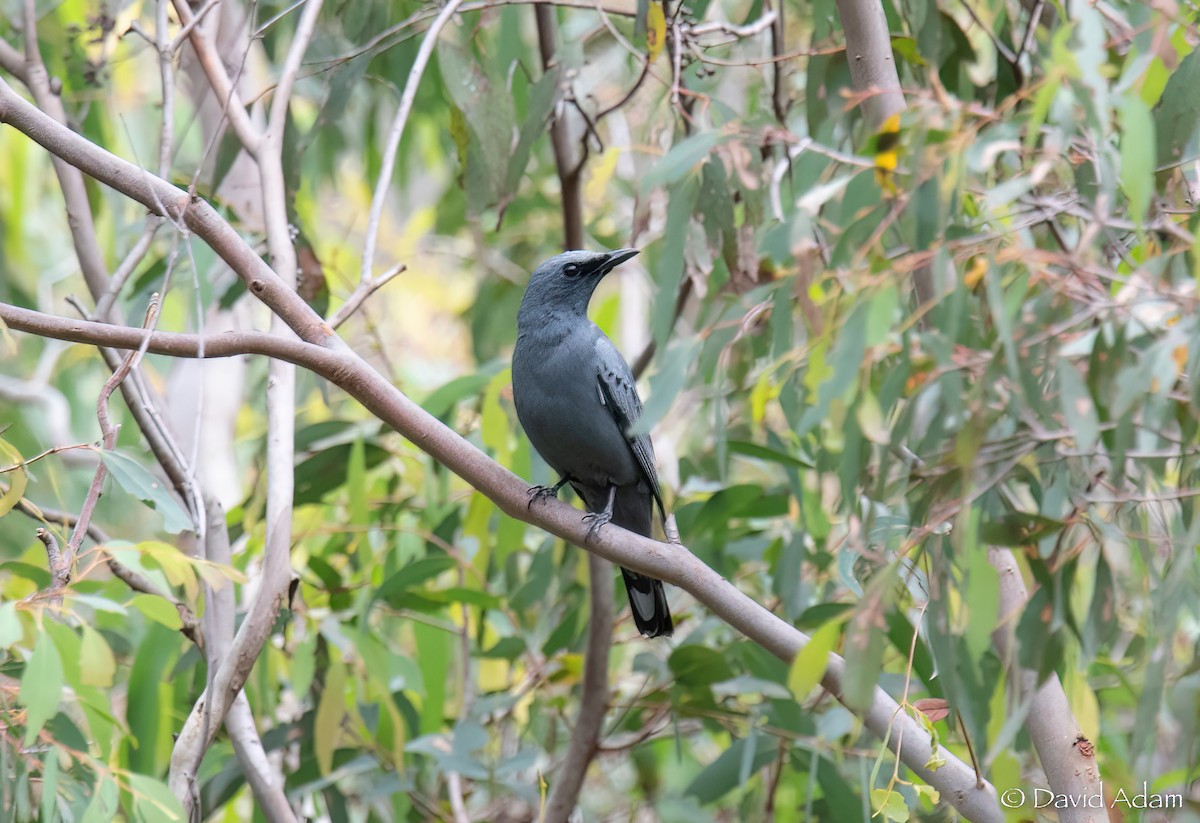 eBird Checklist 13 Nov 2022 WarrandyteKinglake