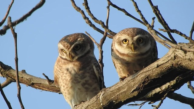 Spotted Owlet - ML503199801