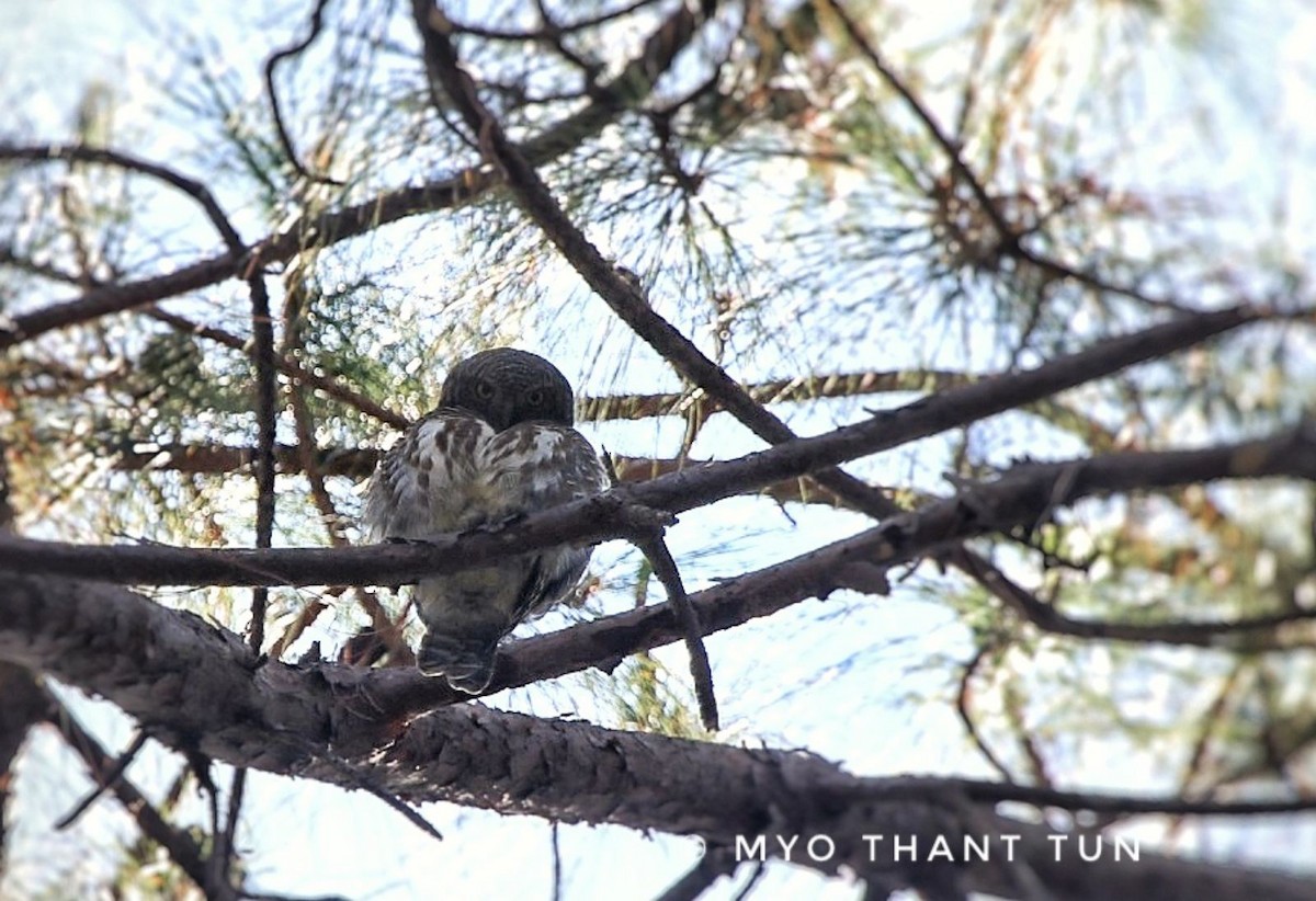 Collared Owlet - Myo Thant Tun