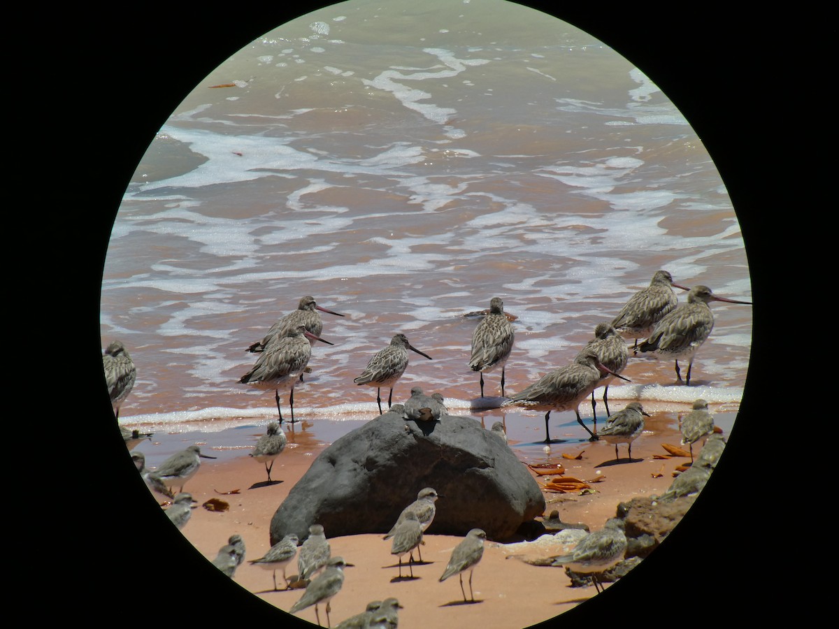 Asian Dowitcher - ML503203721