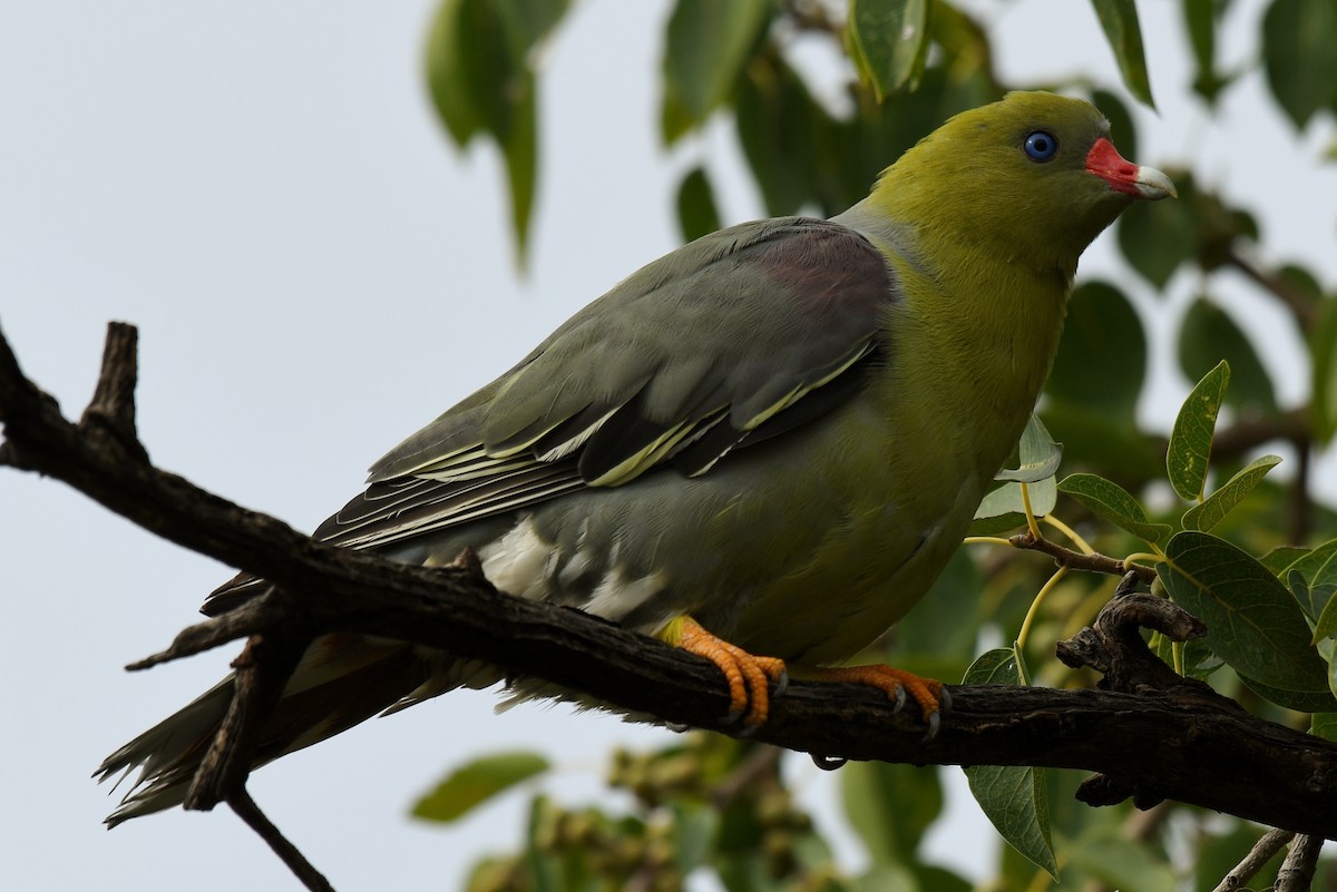 African Green-Pigeon - ML503204301