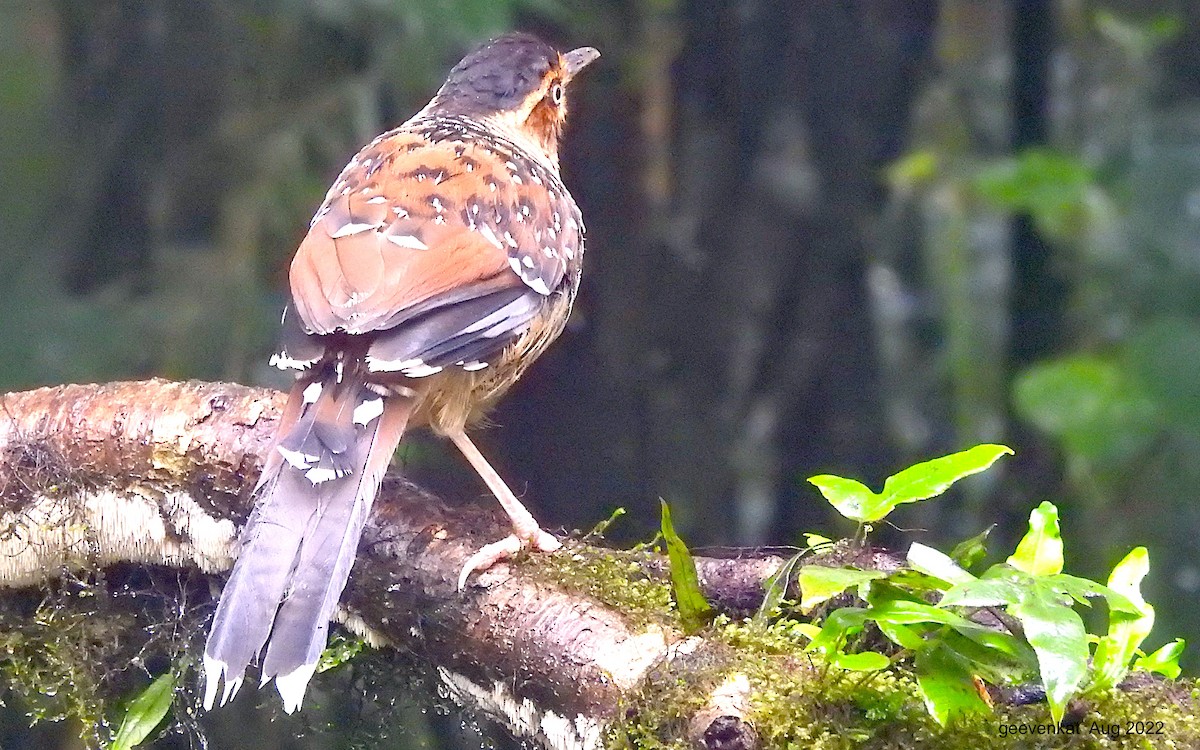 Spotted Laughingthrush - ML503206461