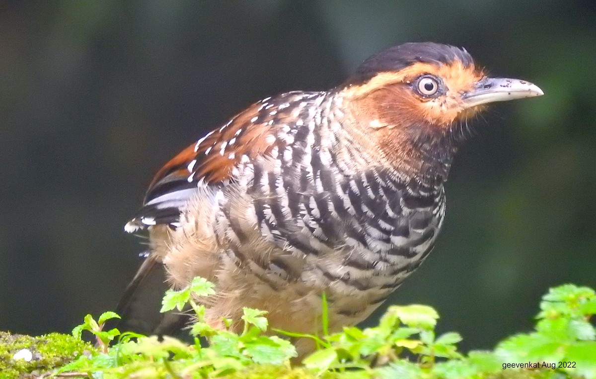 Spotted Laughingthrush - ML503206481