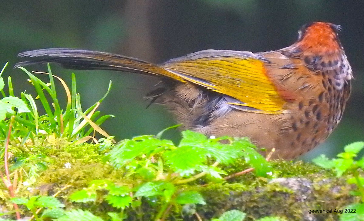 Chestnut-crowned Laughingthrush - ML503206551