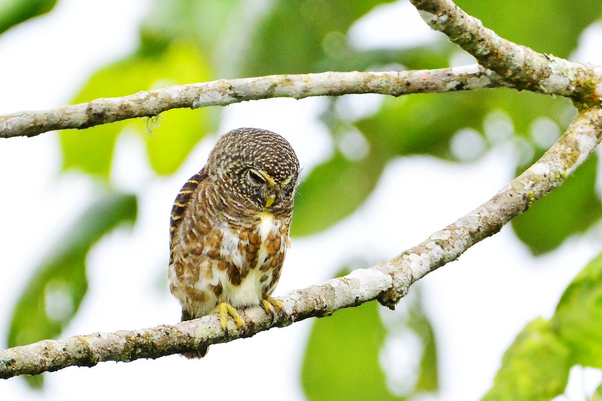 Collared Owlet - ML50320941
