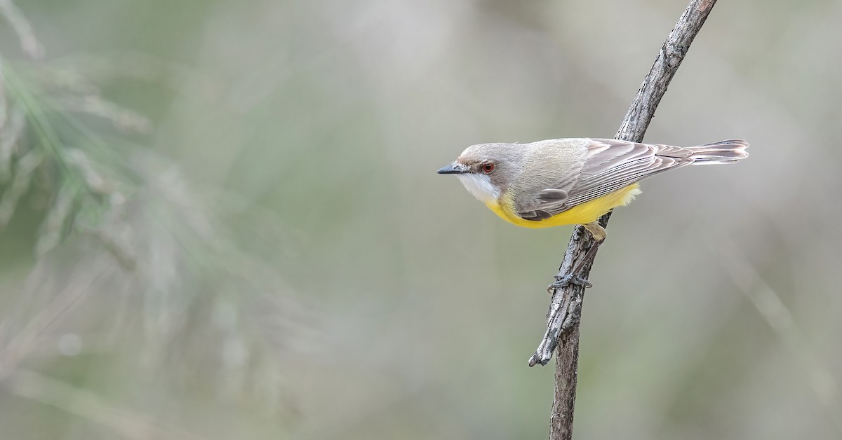 White-throated Gerygone - Martin Anderson