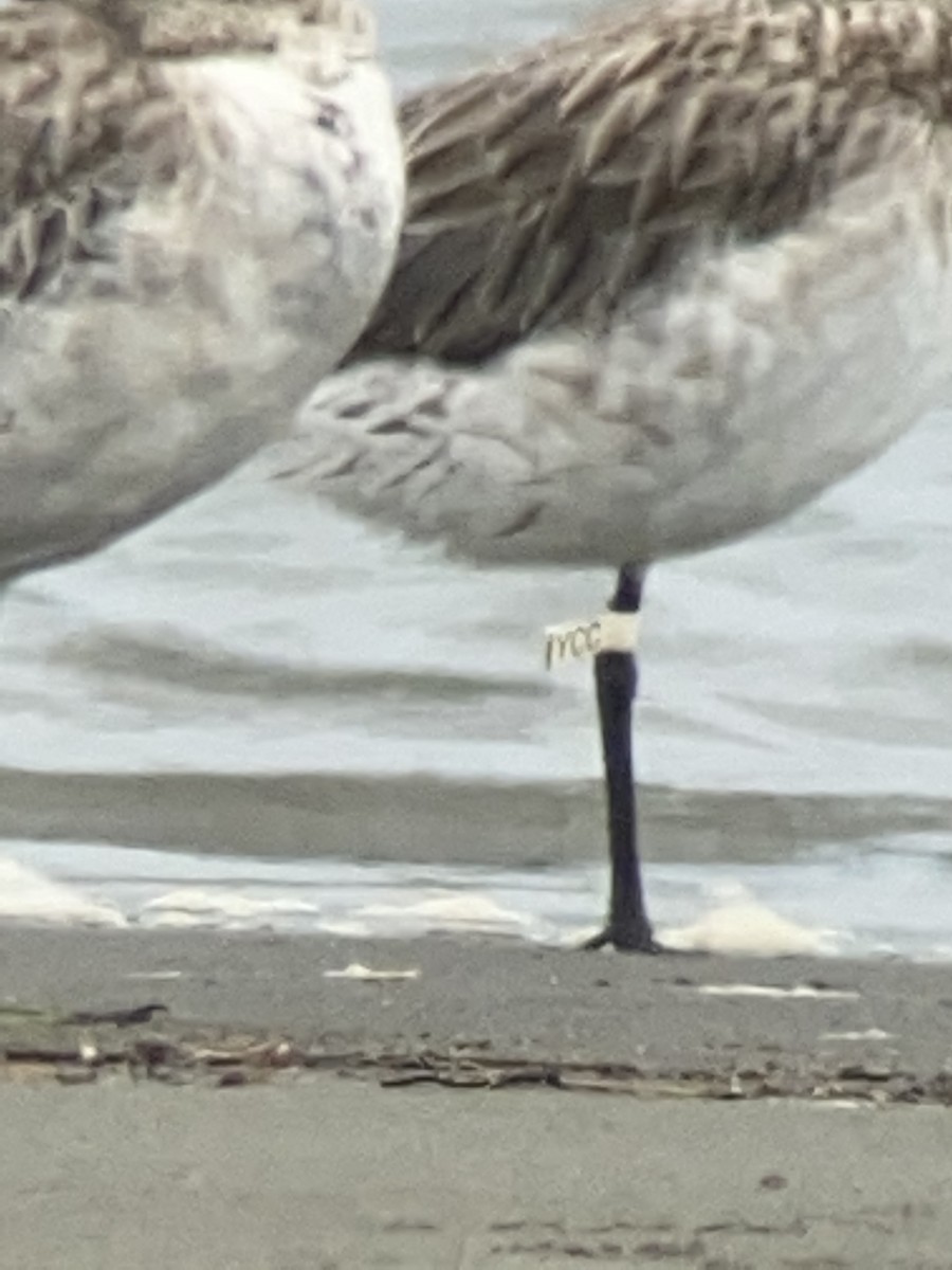 New Zealand Bird Atlas Checklist 13 Nov 2022 Manawatu Estuary Spit