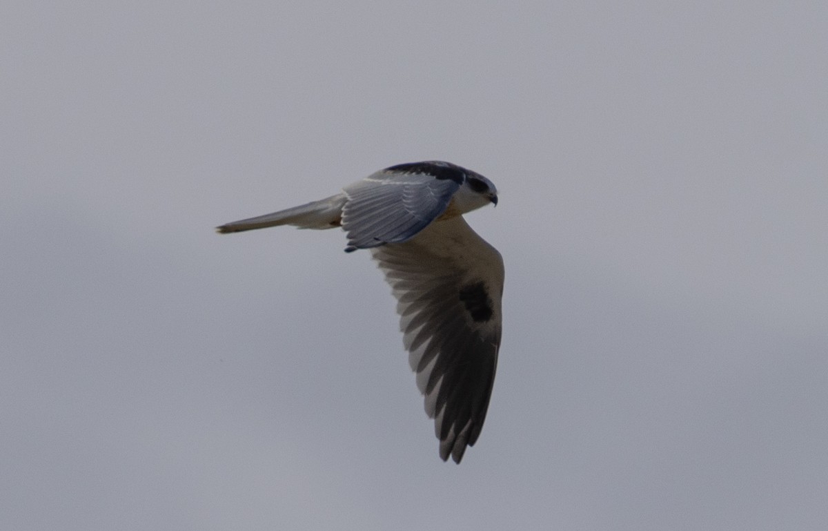 White-tailed Kite - ML503214621