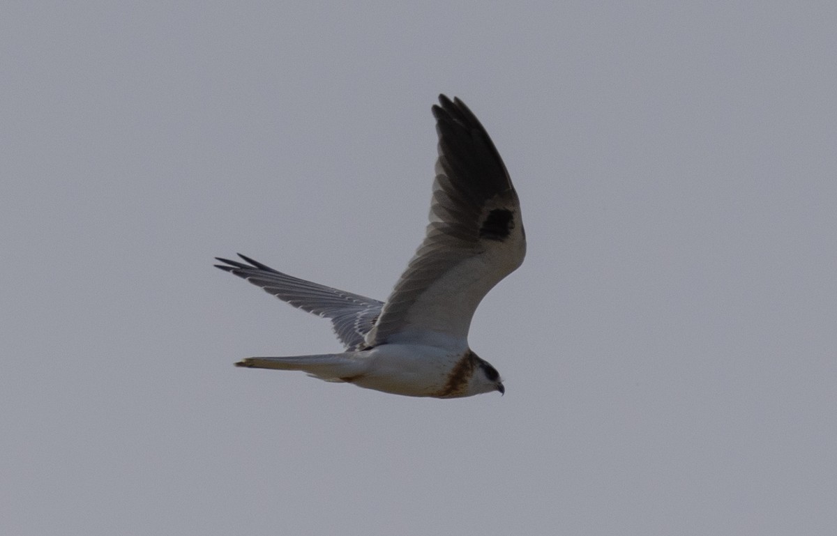 White-tailed Kite - ML503214641