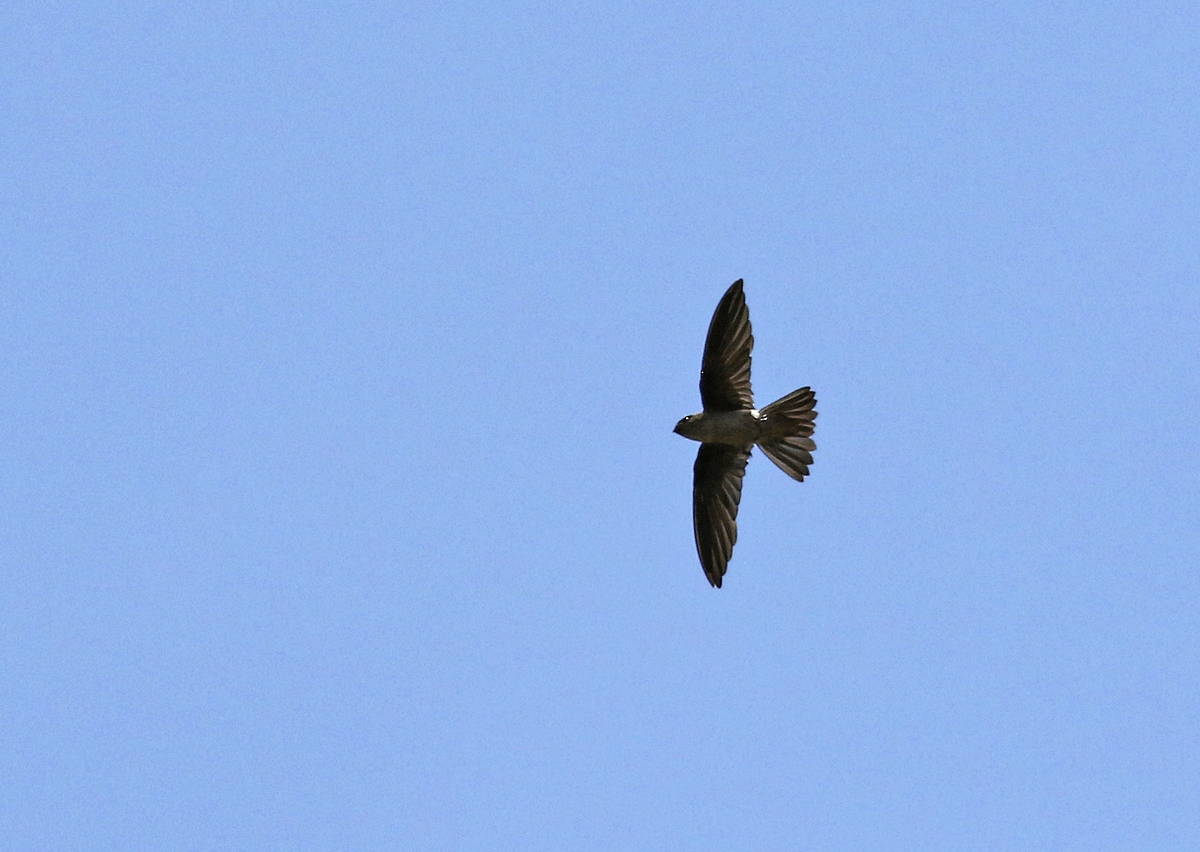 Himalayan Swiftlet - Dave Bakewell