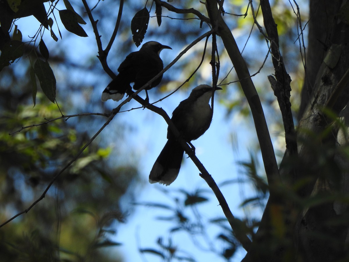 Gray-crowned Babbler - ML503218481