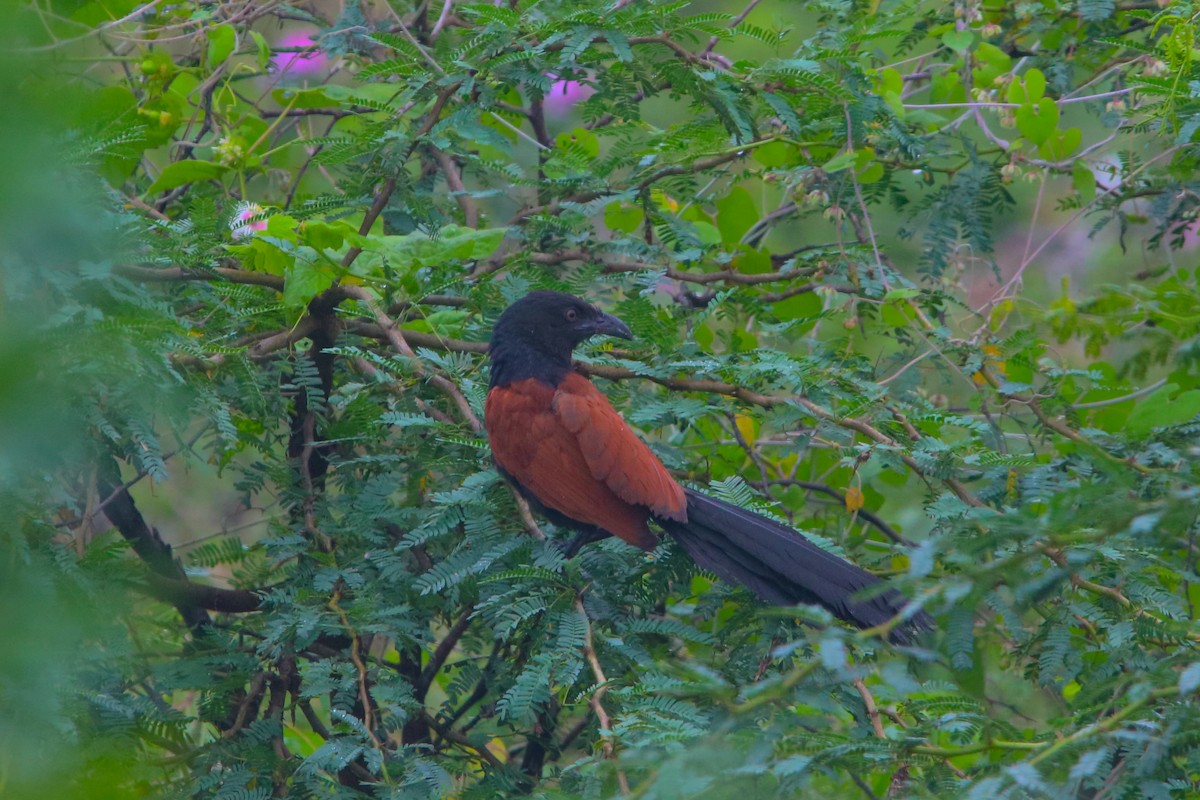Greater Coucal - ML503221671