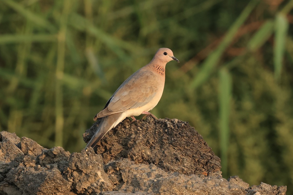 Laughing Dove - ML503226891