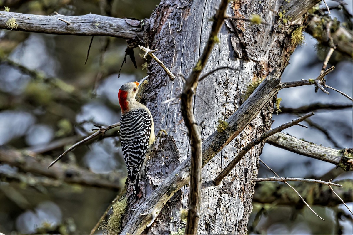 Red-bellied Woodpecker - ML503227561
