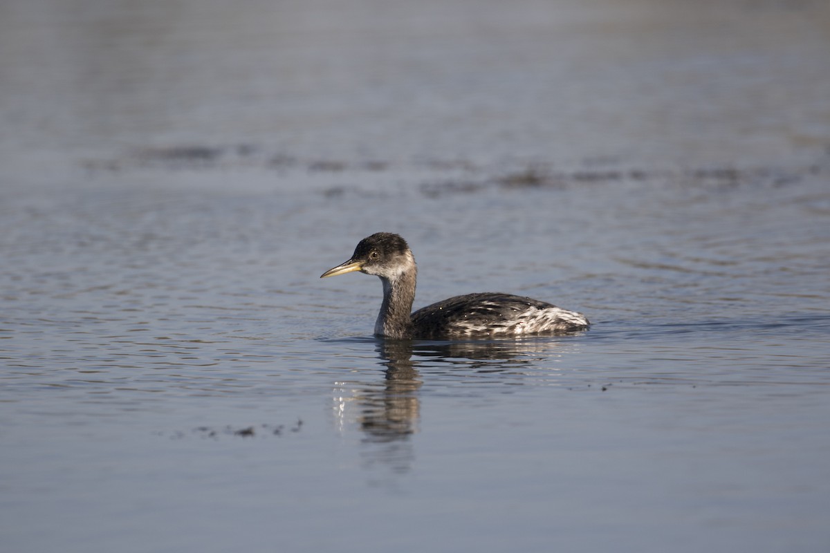 Red-necked Grebe - ML503227991