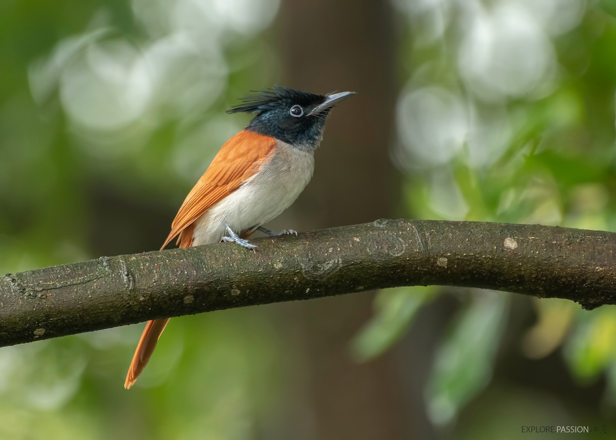 Indian Paradise-Flycatcher - Wai Loon Wong