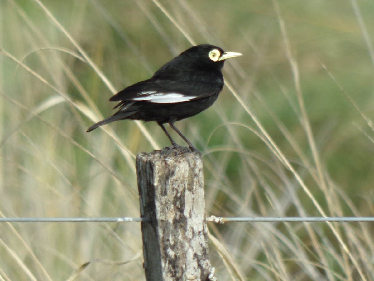 Spectacled Tyrant - ML503230451