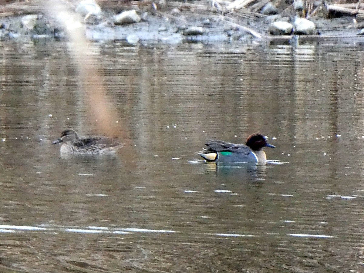 Green-winged Teal - ML503233371