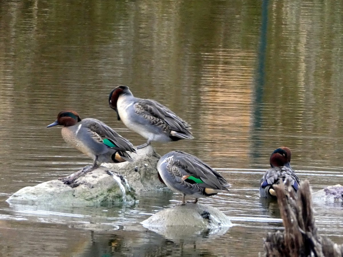 Green-winged Teal - ML503233381