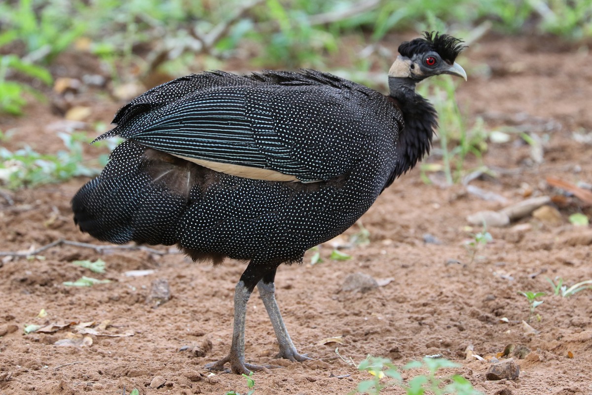 Southern Crested Guineafowl - Trina Anderson